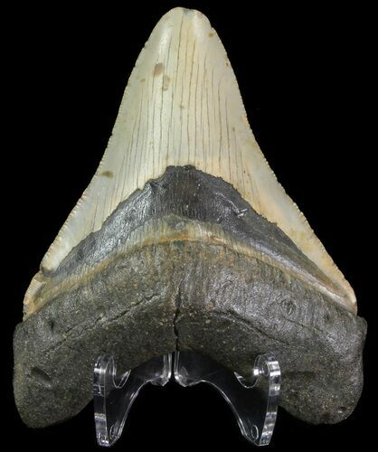 Megalodon Tooth - North Carolina #67108